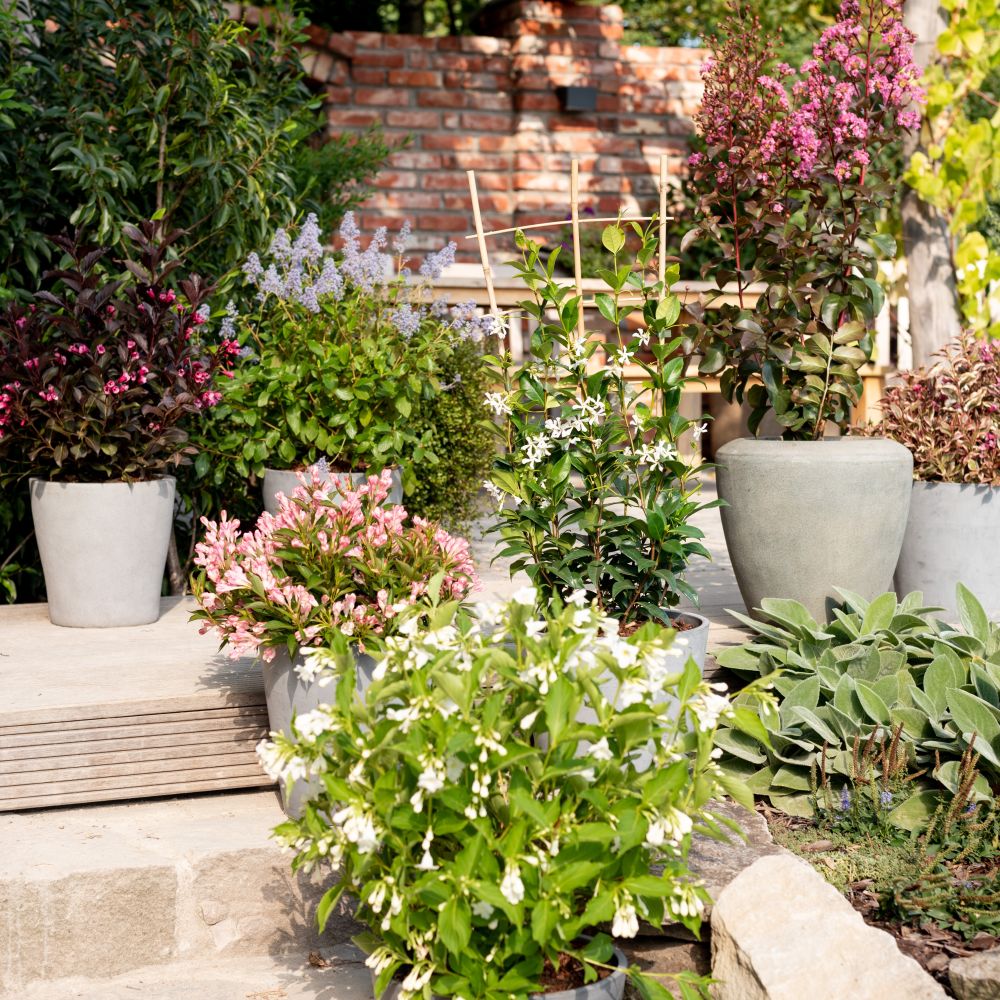 Gartenpflanzen kaufen - Plantura Shop