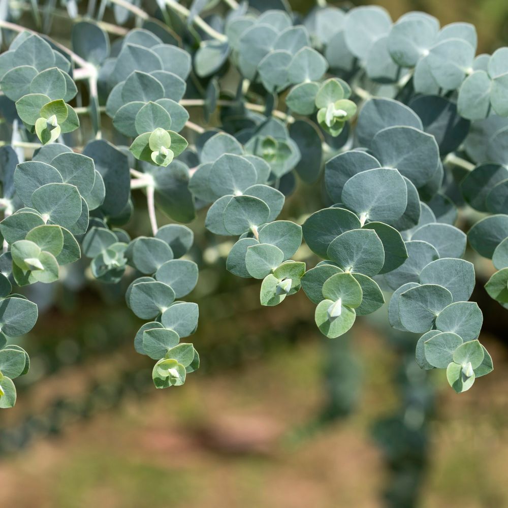 Eukalyptus-Pflanzen kaufen - Plantura Shop