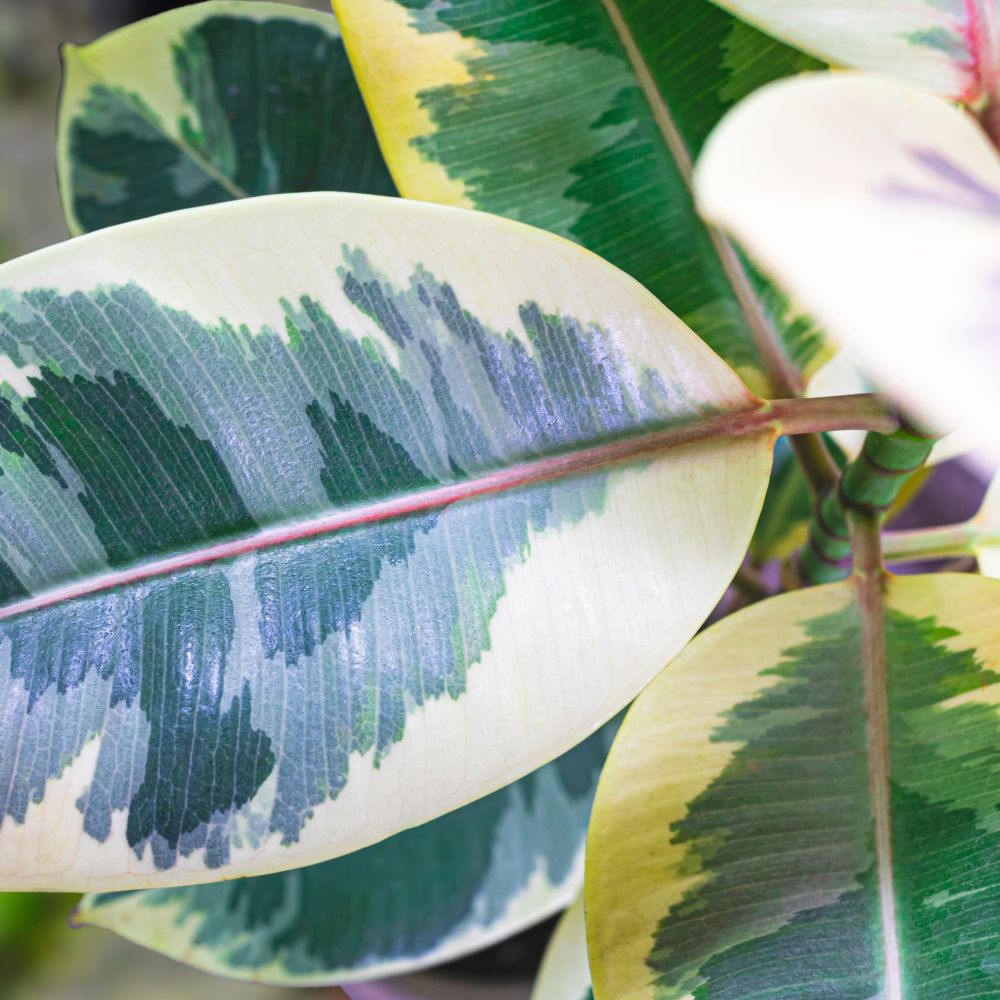 monstera deliciosa english Monstera deliciosa, Split leaf main image 1