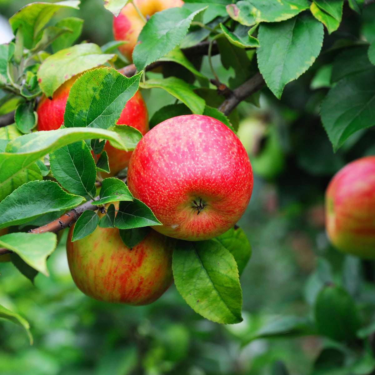 Obstbäume & Beerensträucher kaufen Plantura Shop