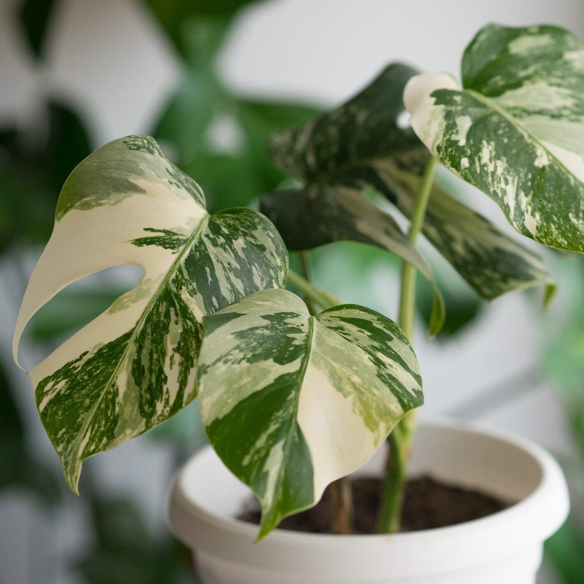 xanthosoma mickey mouse variegata Alocasia xanthosoma 