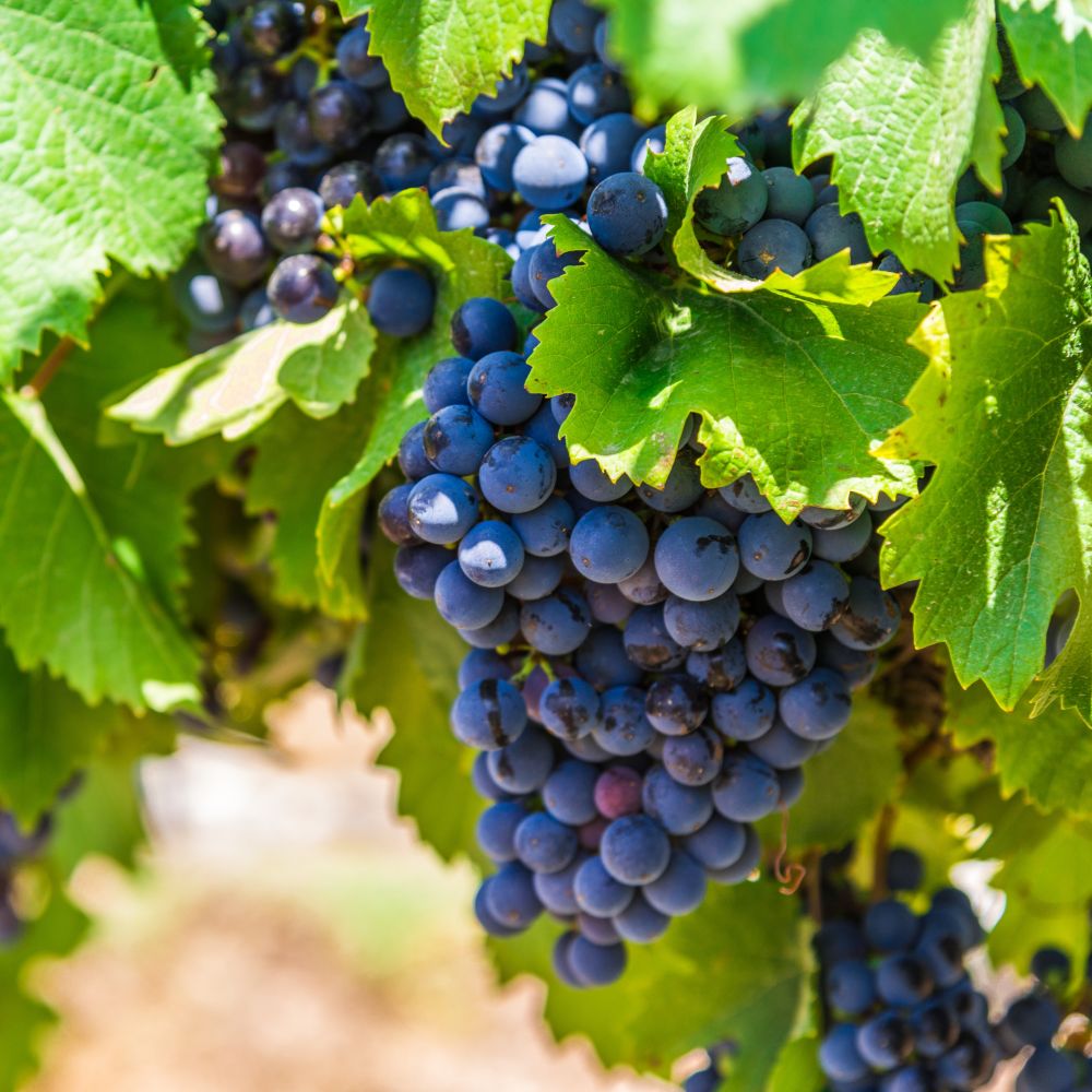 Weinrebe online kaufen Plantura Shop