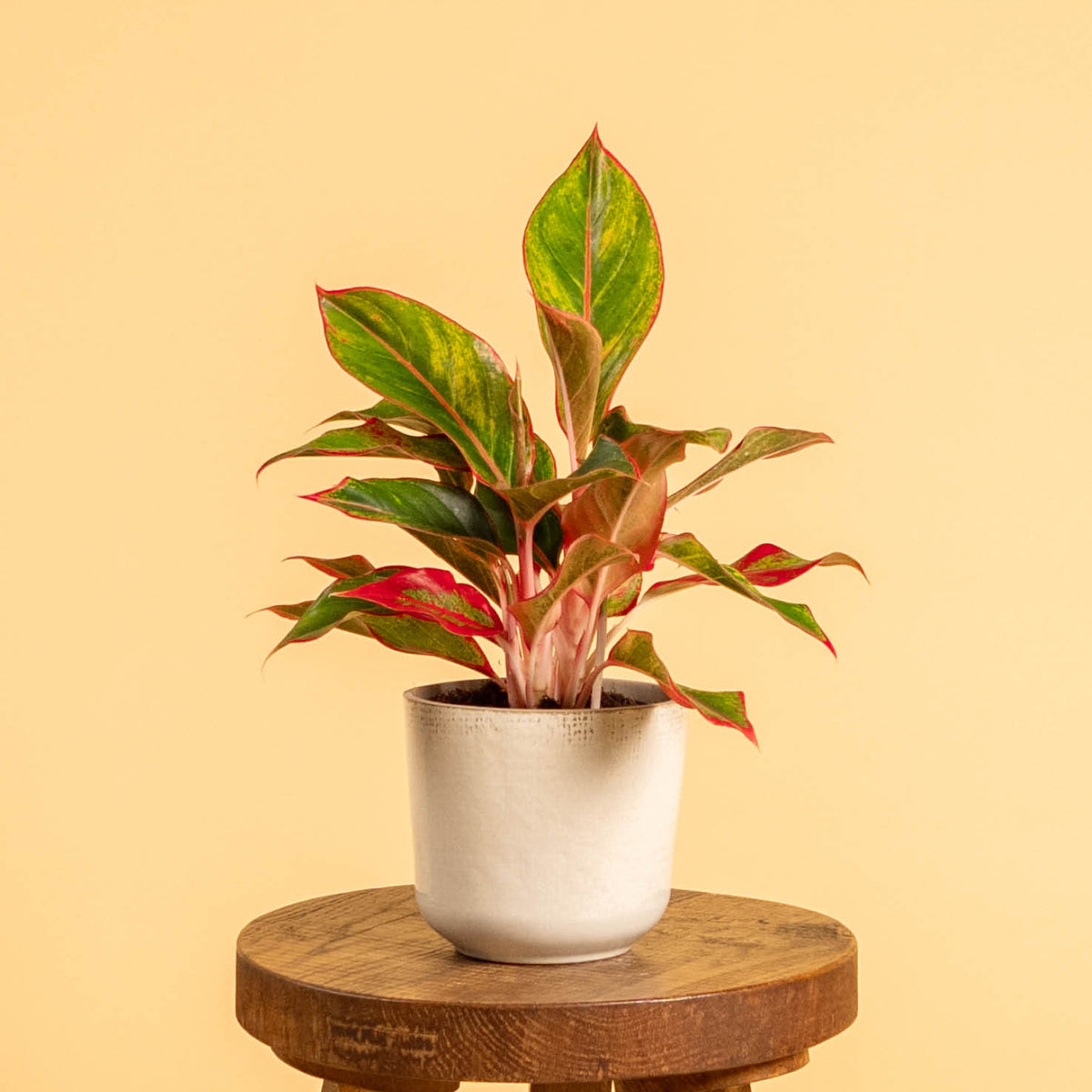 aglaonema jungle red Aglaonema 'Jungle Red' (Kolbenfaden) kaufen