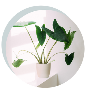 Alocasia zebrina