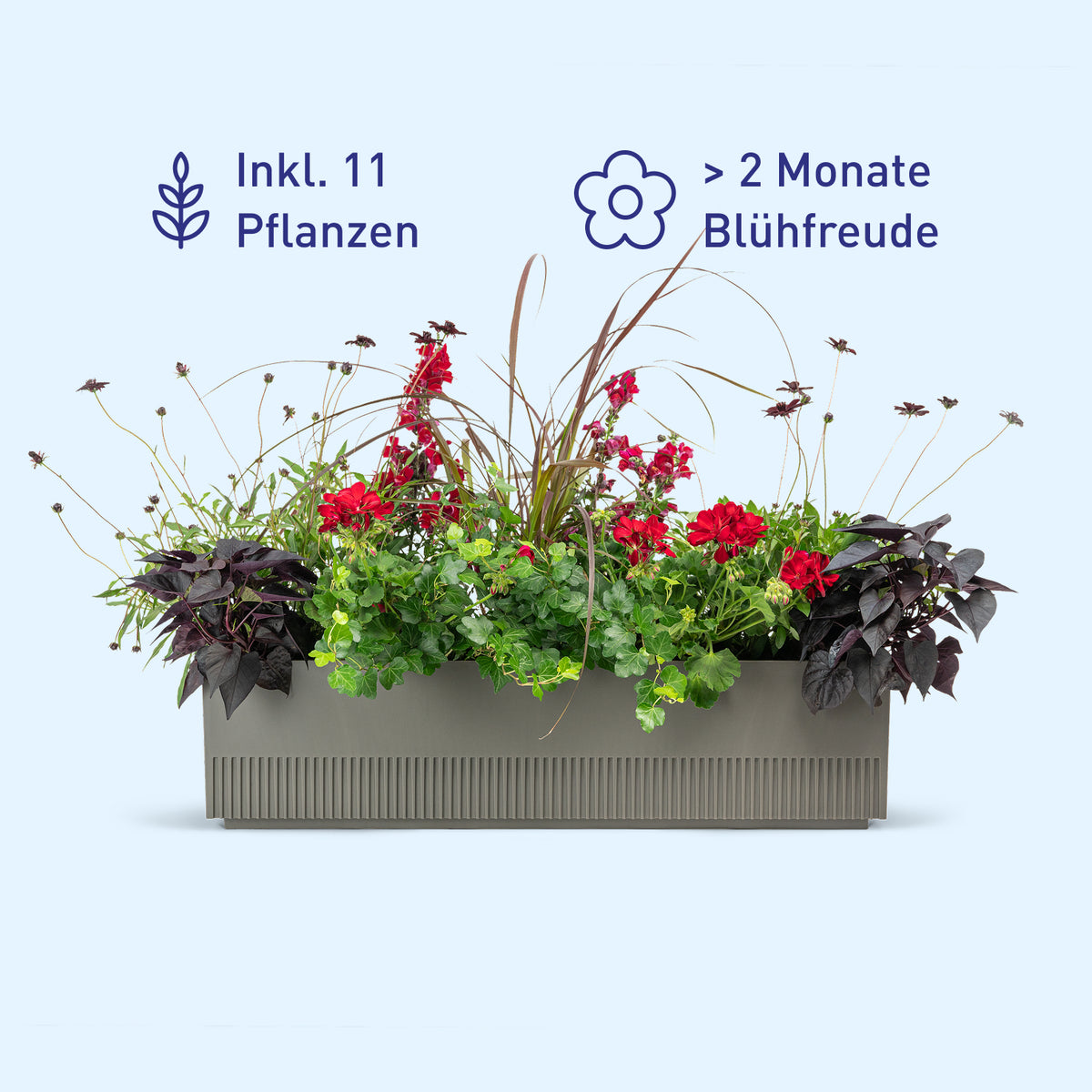 Balkonbox Dark Bloom kaufen