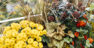 Balkonbox Golden Fall