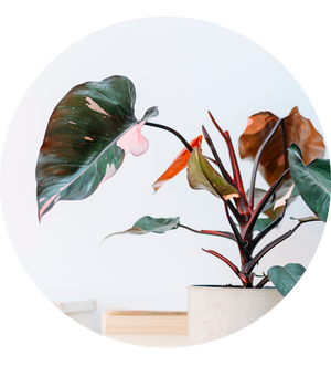 Philodendron 'Pink Princess'