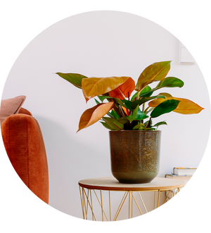 Philodendron 'Prince of Orange'