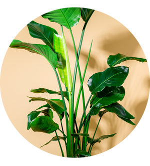 Strelitzia nicolai XXL-Größe