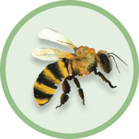 Bienenfreundlich