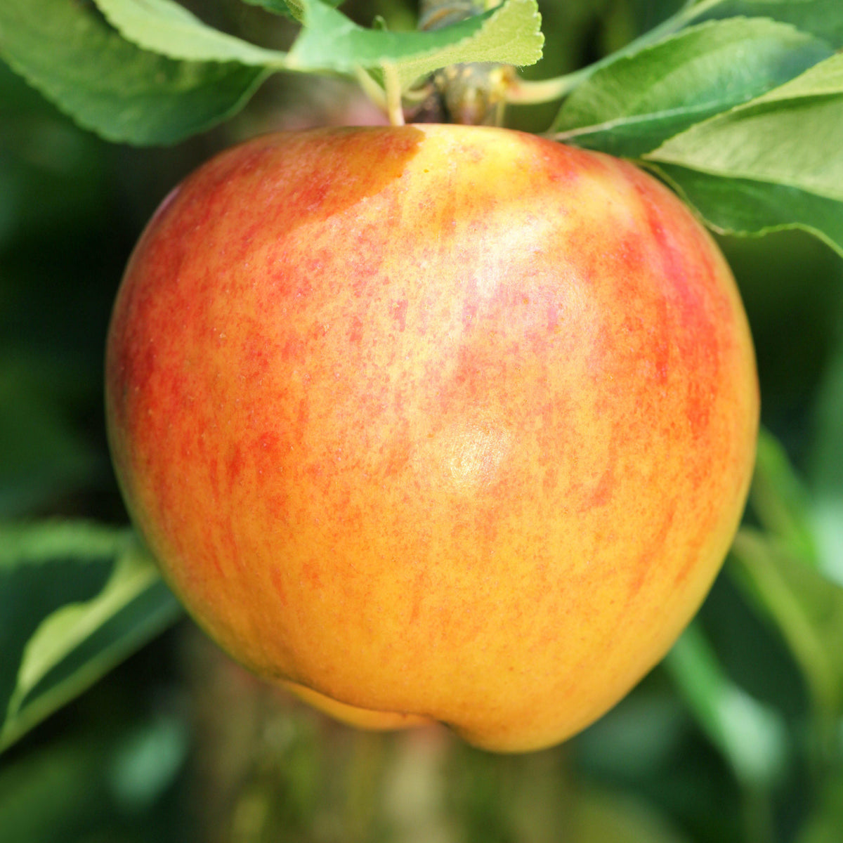 [Am beliebtesten] Bio-Apfelbaum \'Alkmene\' kaufen Herbstapfel Plantura - Shop