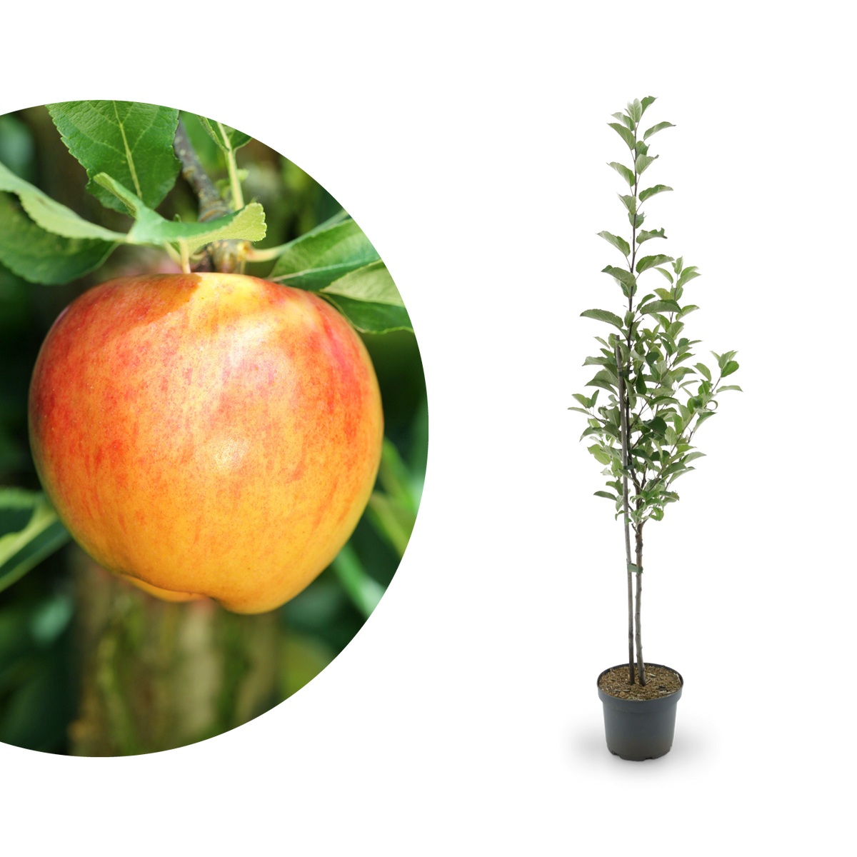 Herbstapfel kaufen Shop - \'Alkmene\' Plantura Bio-Apfelbaum