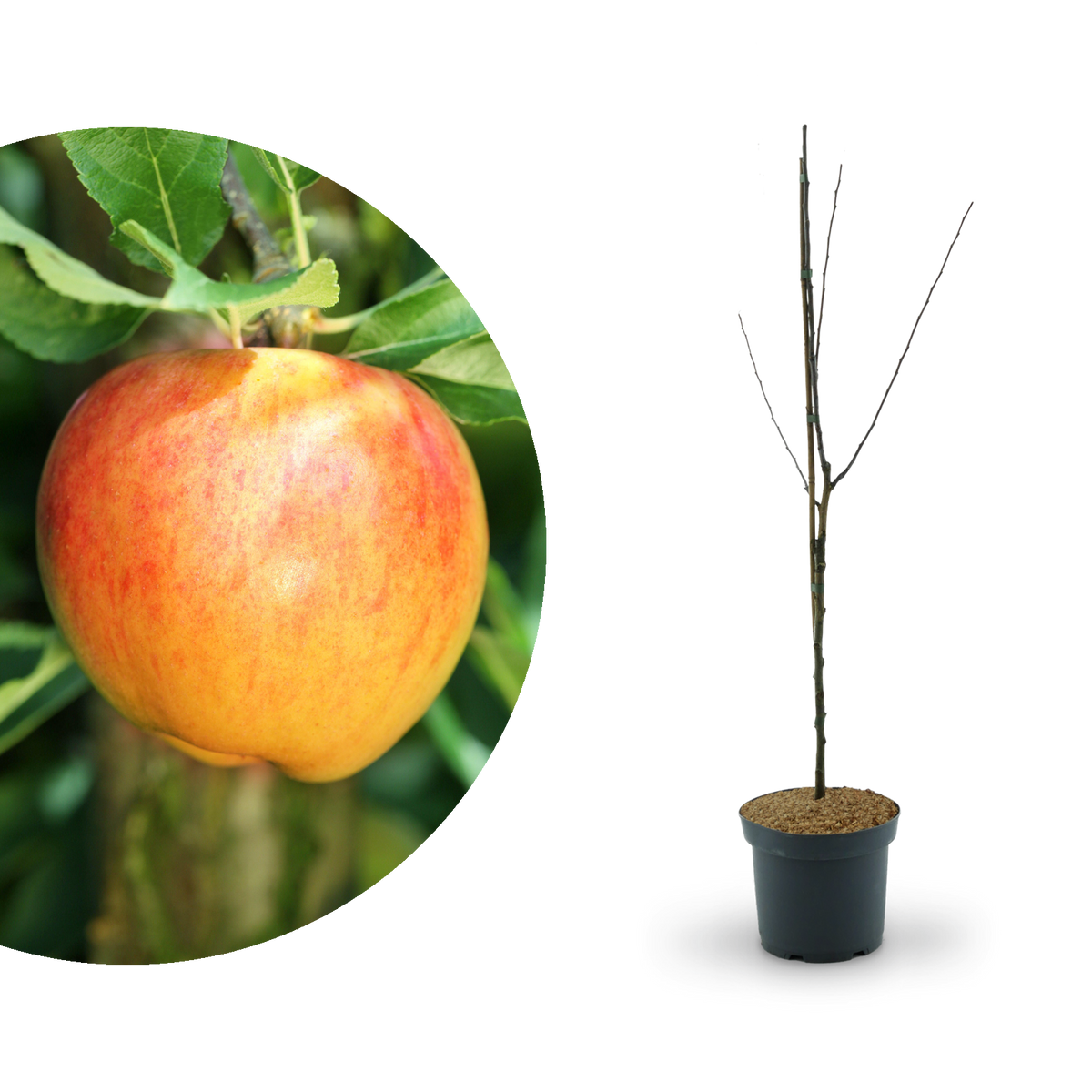 Bio-Apfelbaum \'Alkmene\' Herbstapfel kaufen - Plantura Shop