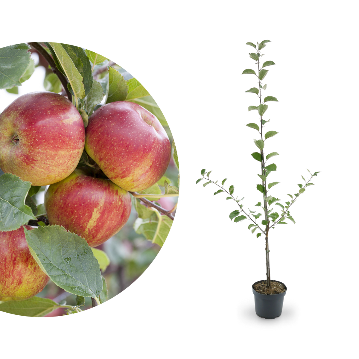 Bio-Apfelbaum - Winterapfel \'Boskoop\' Shop Plantura kaufen
