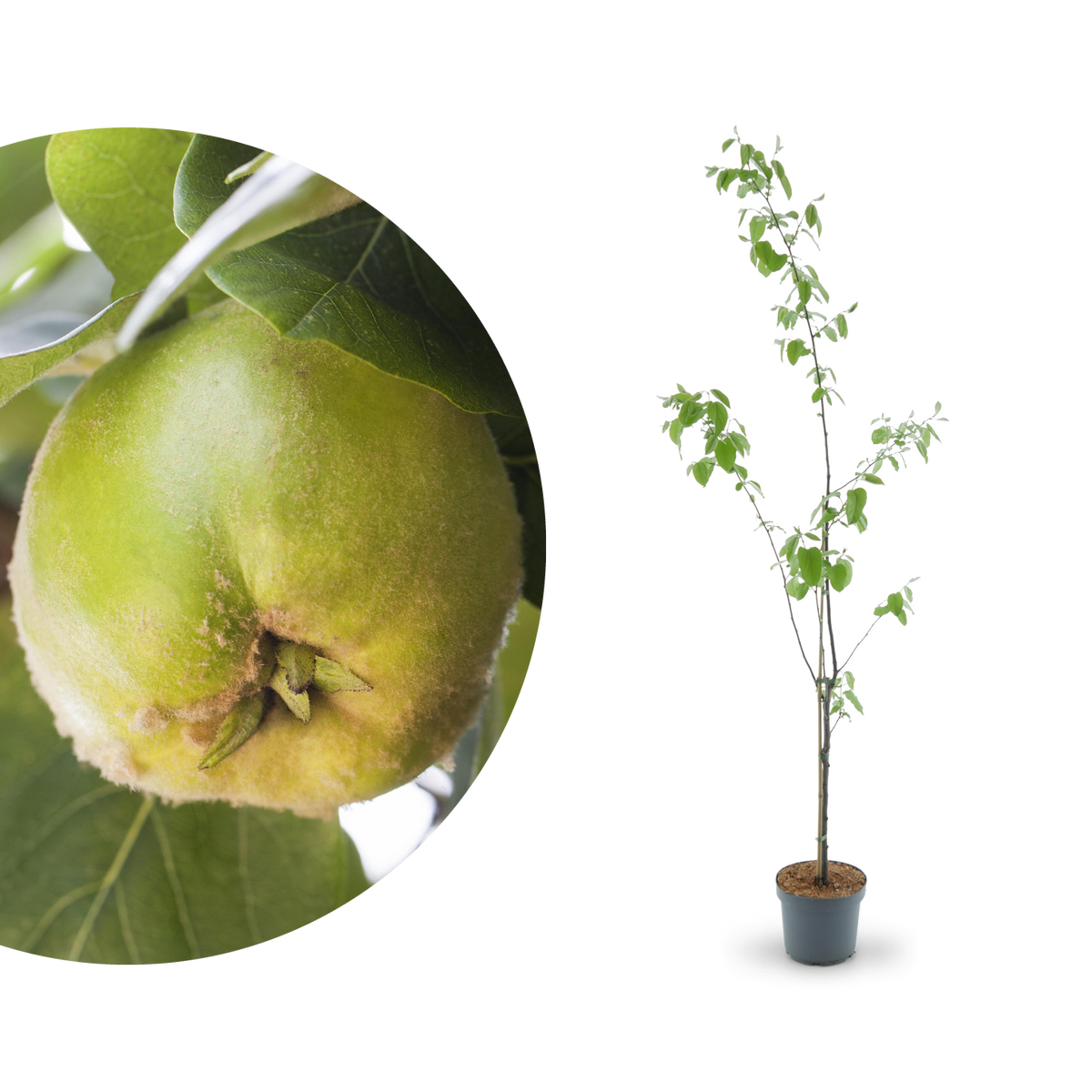Bio-Quitte \'Konstantinopler Apfelquitte\' - Plantura Shop | Obstbäume & Gemüsepflanzen