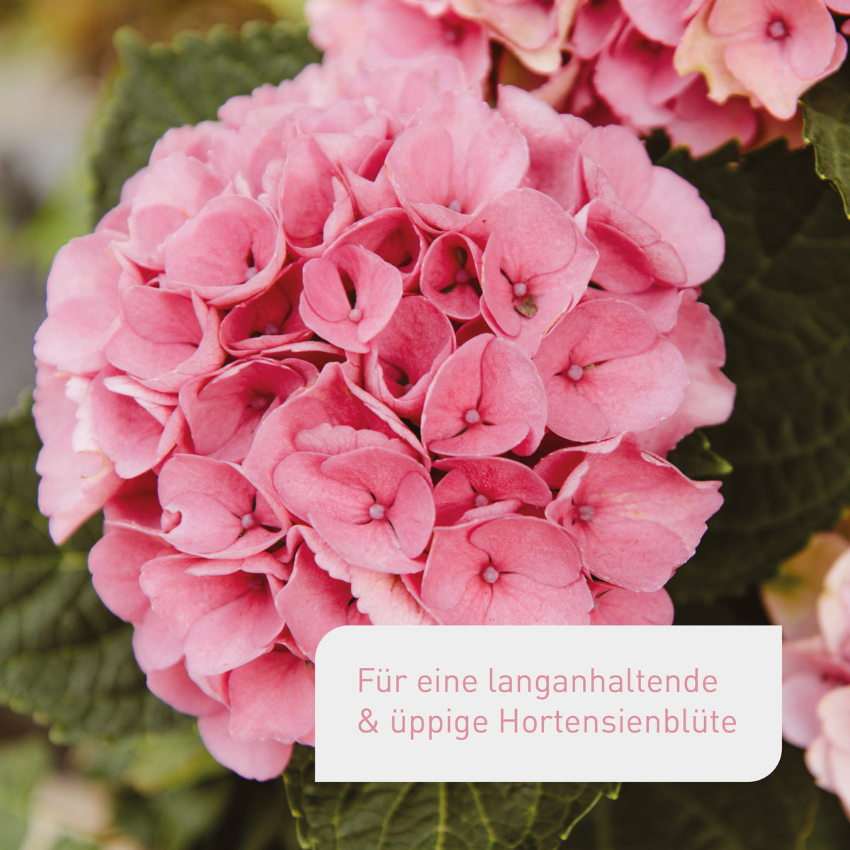 Bio-Hortensiendünger kaufen