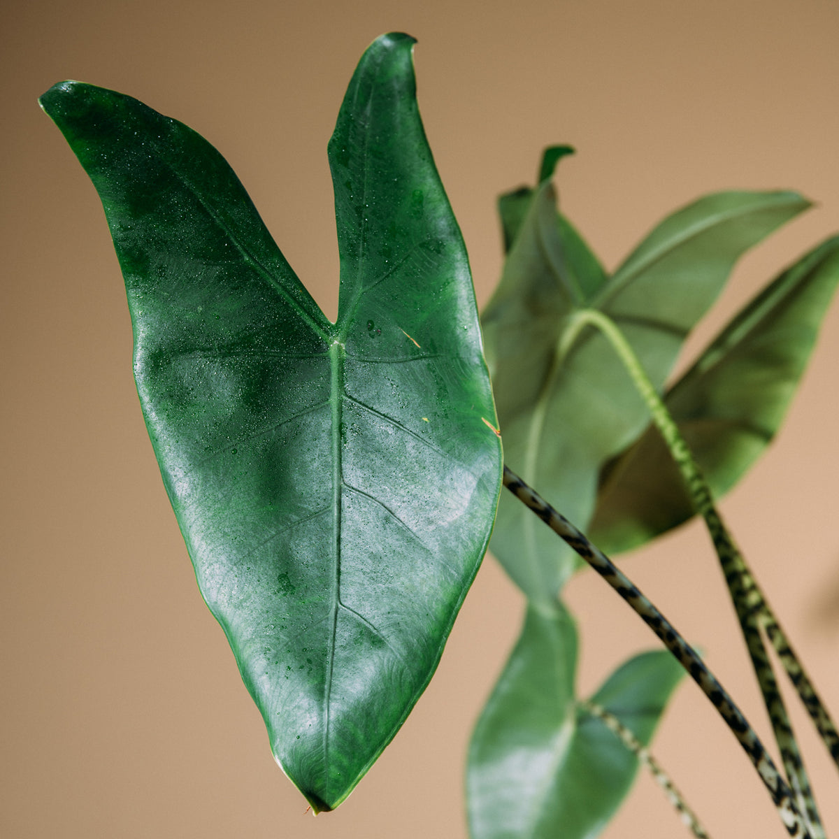 Alocasia zebrina kaufen