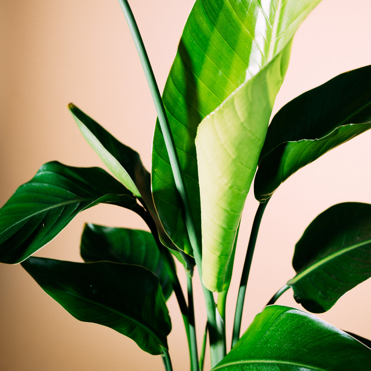 Baumstrelitzie (Strelitzia nicolai) kaufen