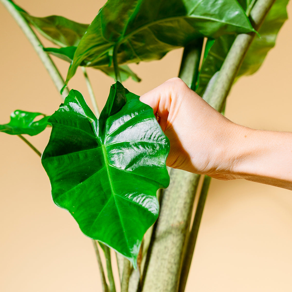 zimmerpflanze elefantenohr kaufen Elefantenohr (Alocasia portodora) kaufen
