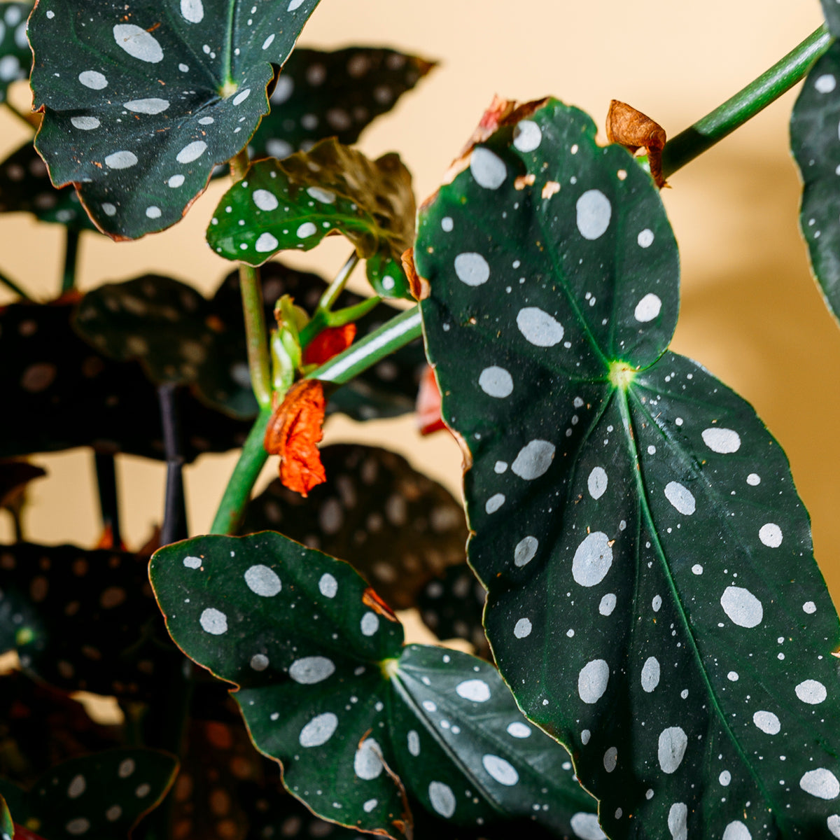 gepunktete zimmerpflanze Forellenbegonie (Begonia maculata) kaufen