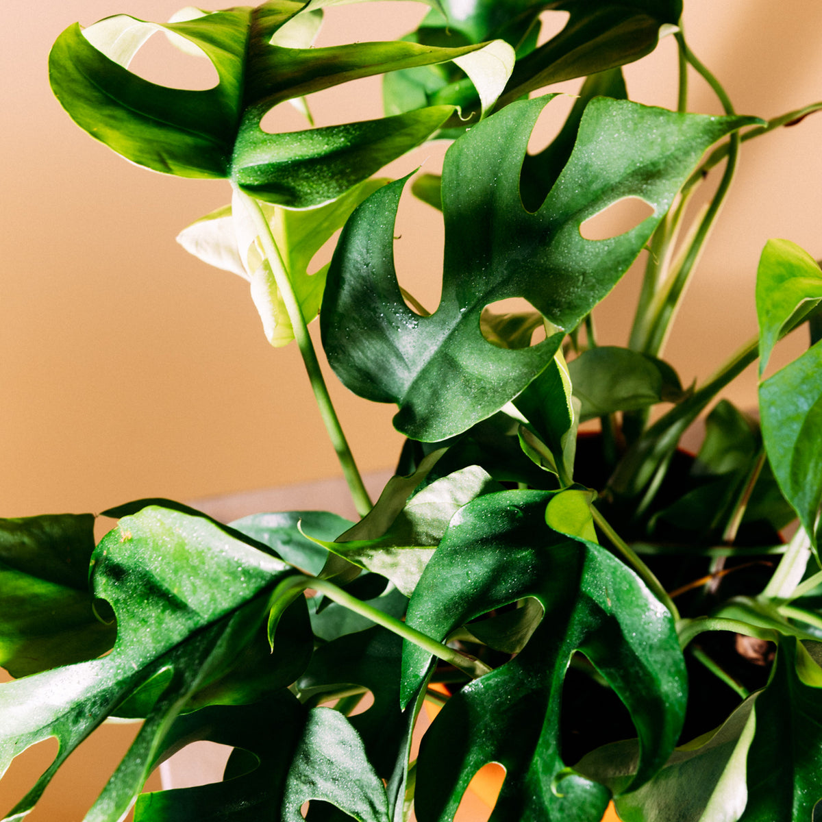 Monstera minima kaufen