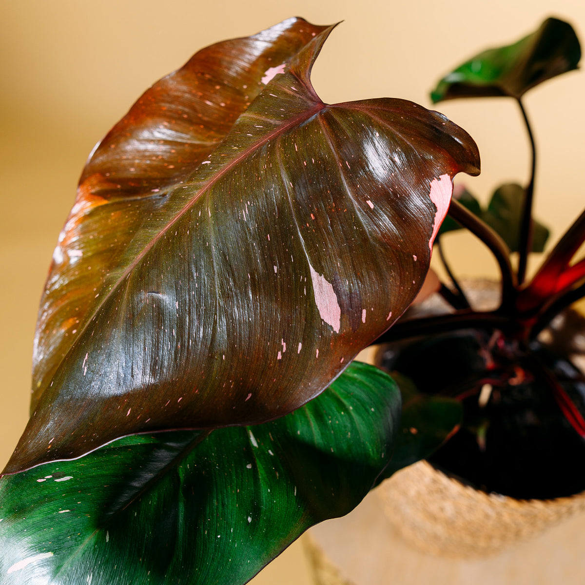 Philodendron 'Pink Princess' kaufen