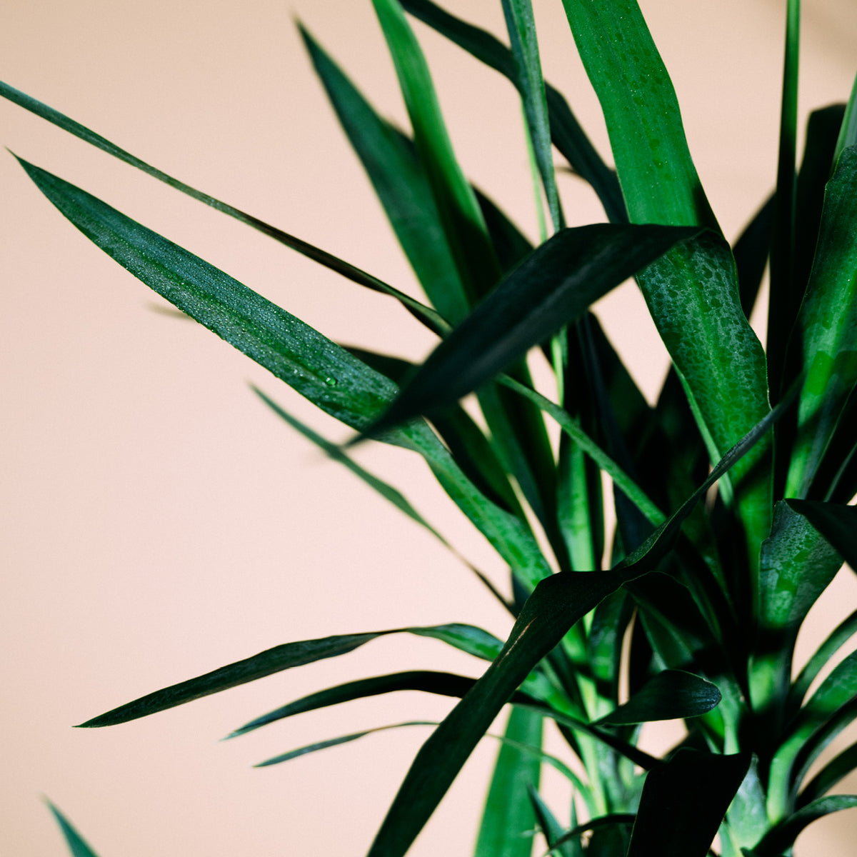 RiesenPalmlilie (Yucca elephantipes) kaufen Plantura Shop