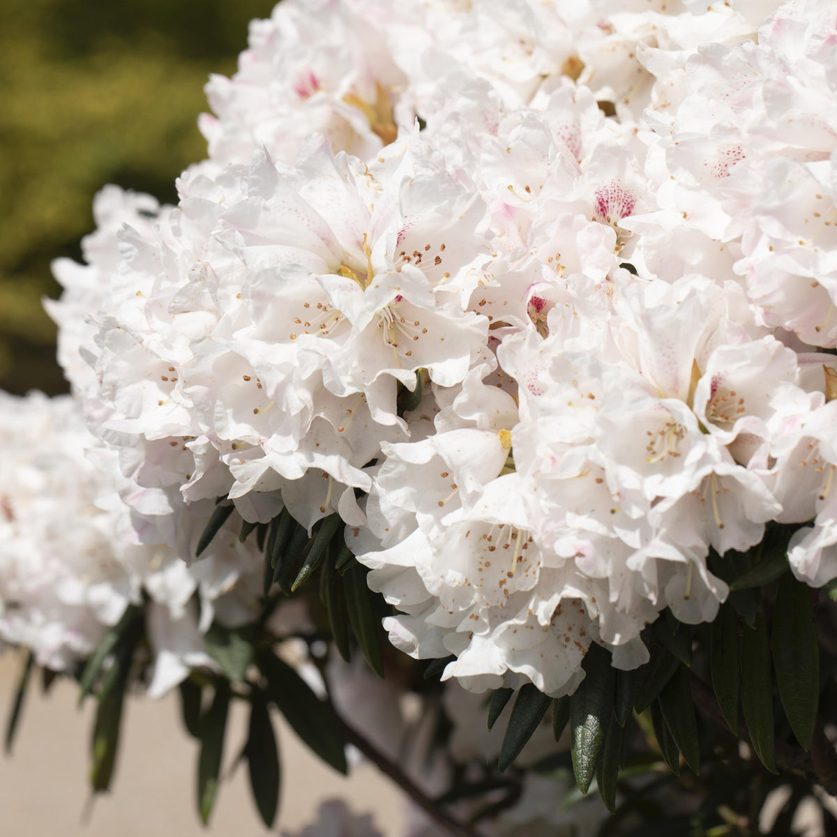 Rhododendron 'Blewbury' Weiß-Rot kaufen