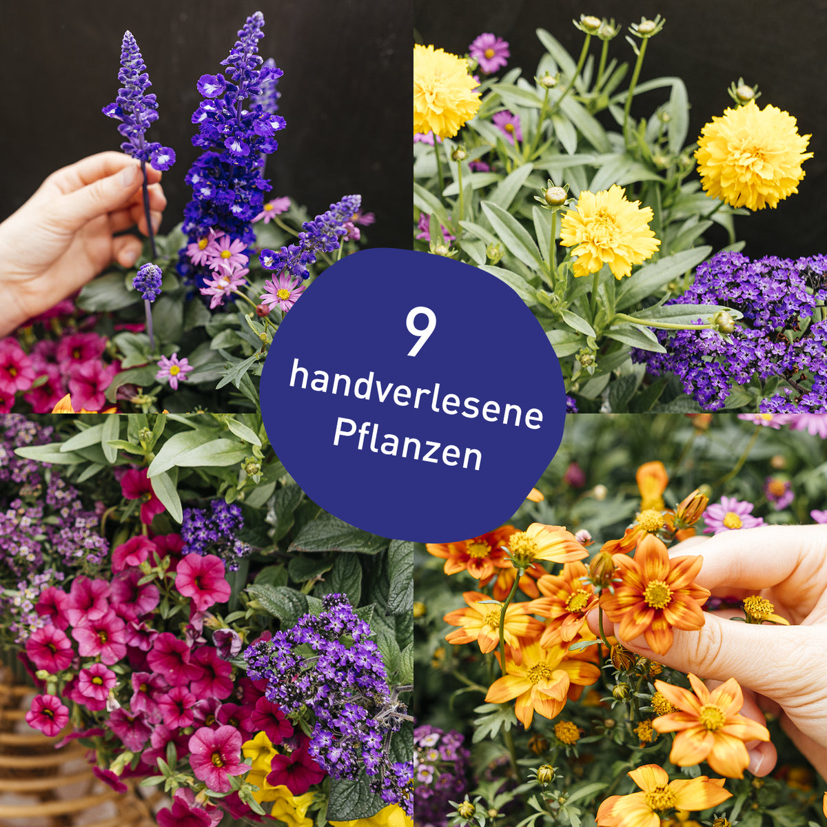 Balkonbox Flower Power kaufen