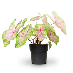 Caladium 'Seafoam Pink'