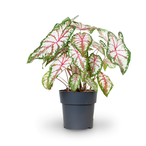 Caladium 'Tapestry'