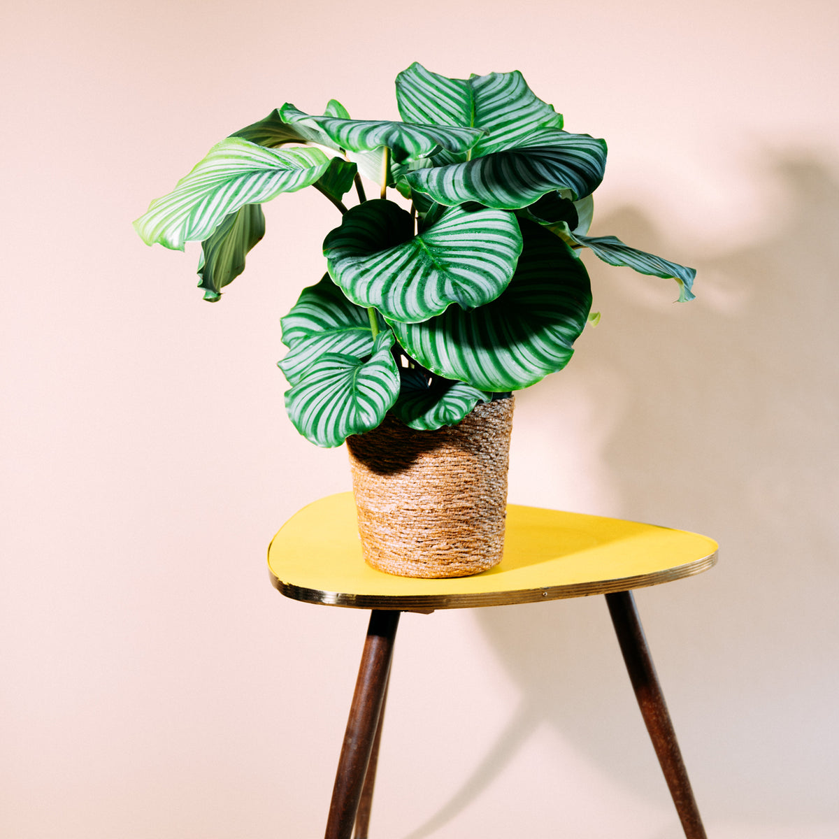 Calathea orbifolia kaufen - Plantura Shop