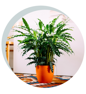 Calathea rufibarba