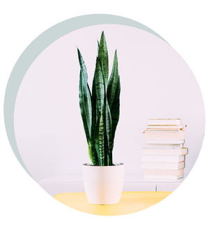 Sansevieria zeylanica