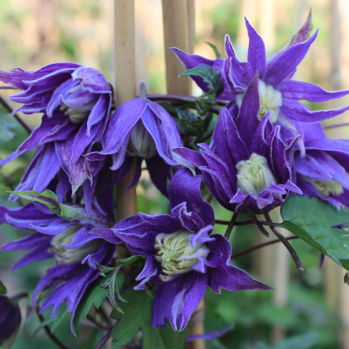 Clematis 'Georg' kaufen