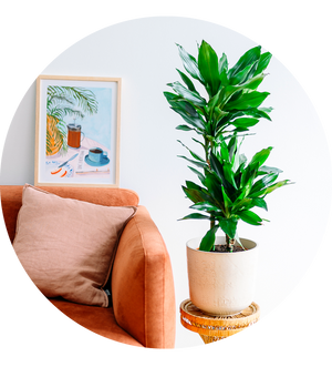 Dracaena fragrans 'Janet Lind'