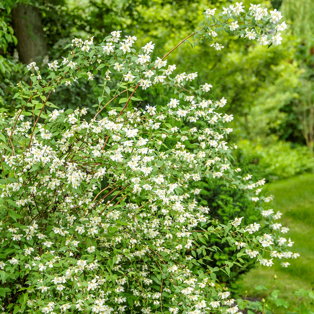 Duftjasmin (Philadelphus) 'Lemoinei' kaufen