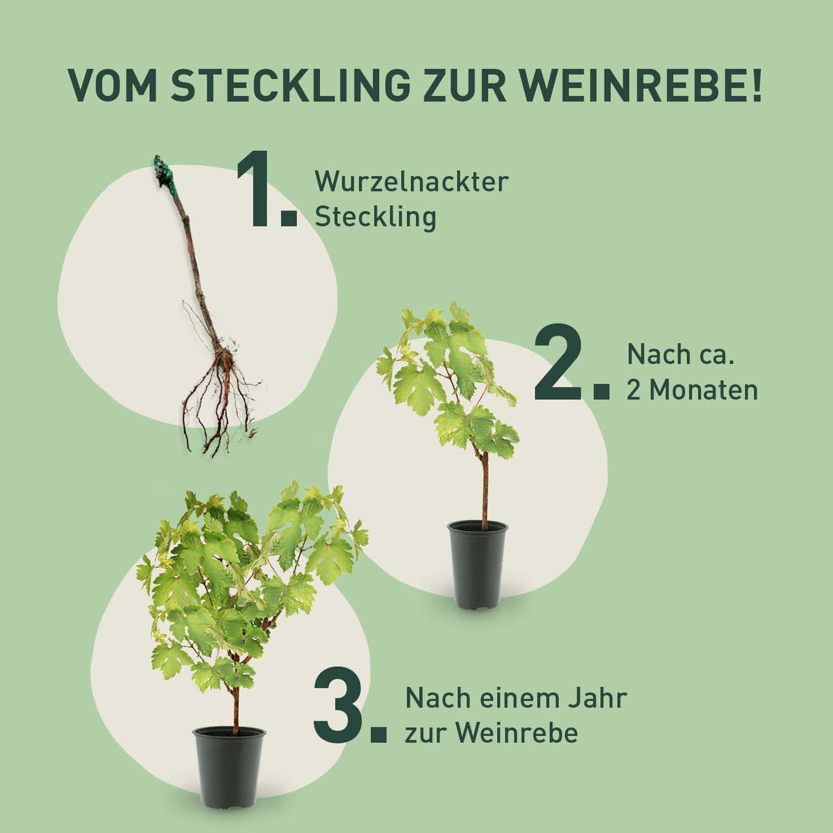 Rette mich: Weinrebe 'Sangiovese' kaufen
