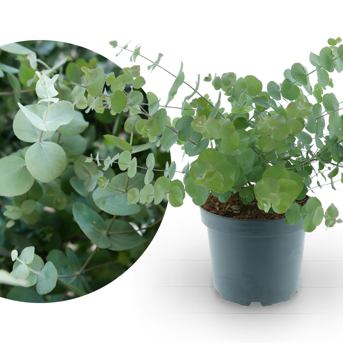 Eukalyptus 'Silver Dollar' kaufen