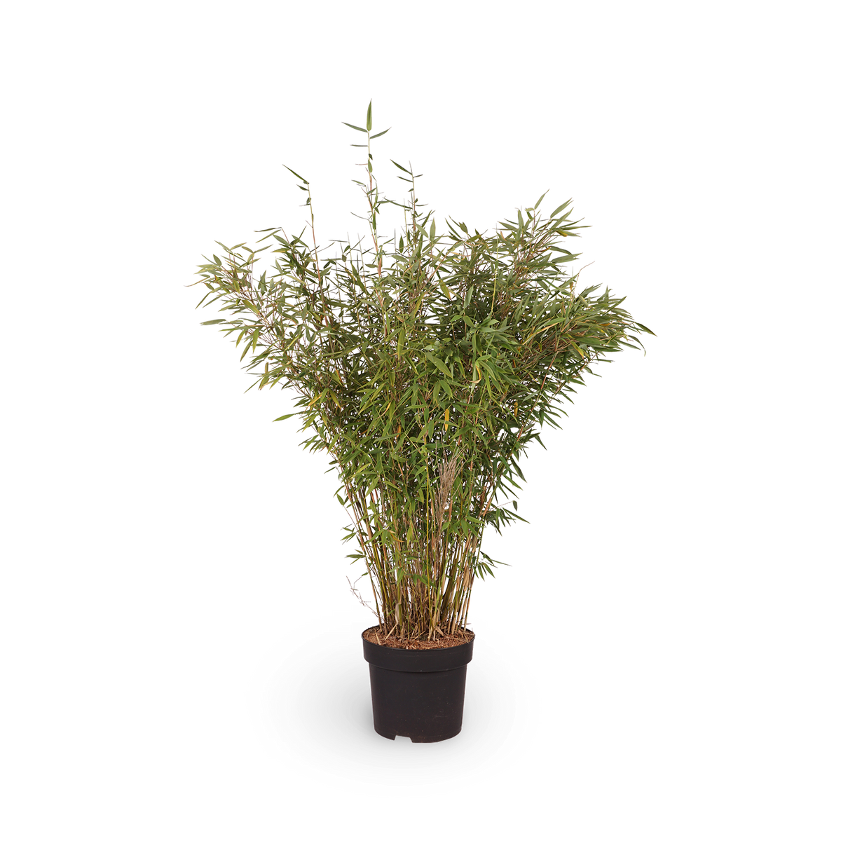 bambus als zimmerpflanze Gartenbambus 'Panda'® kaufen