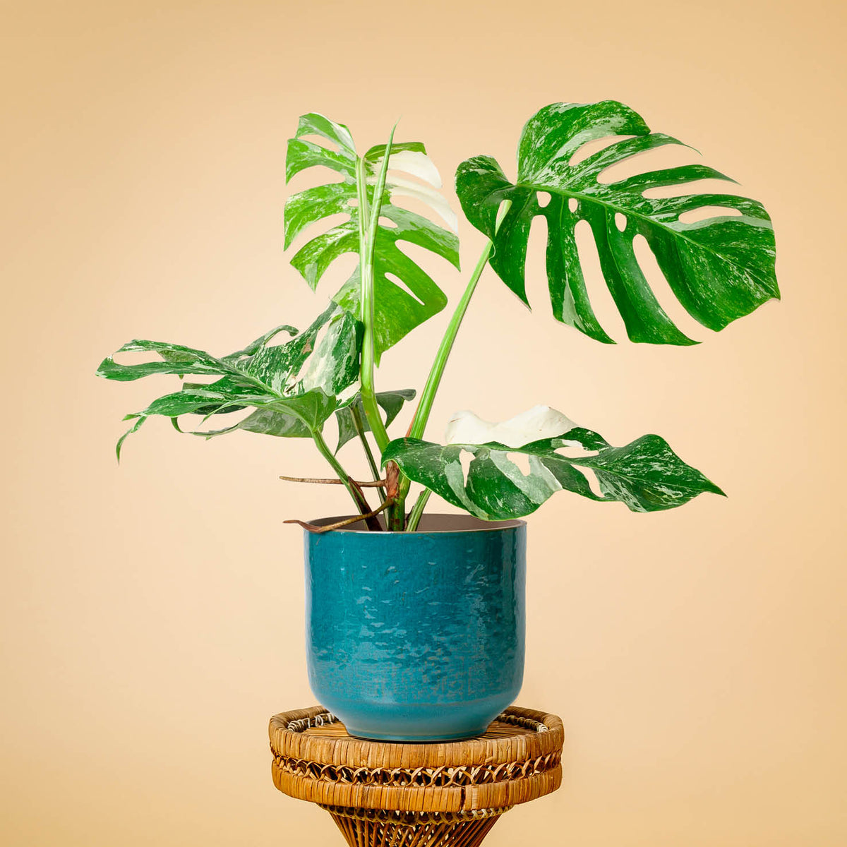 Monstera 'Variegata' (Rarität) kaufen