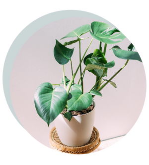 Monstera deliciosa