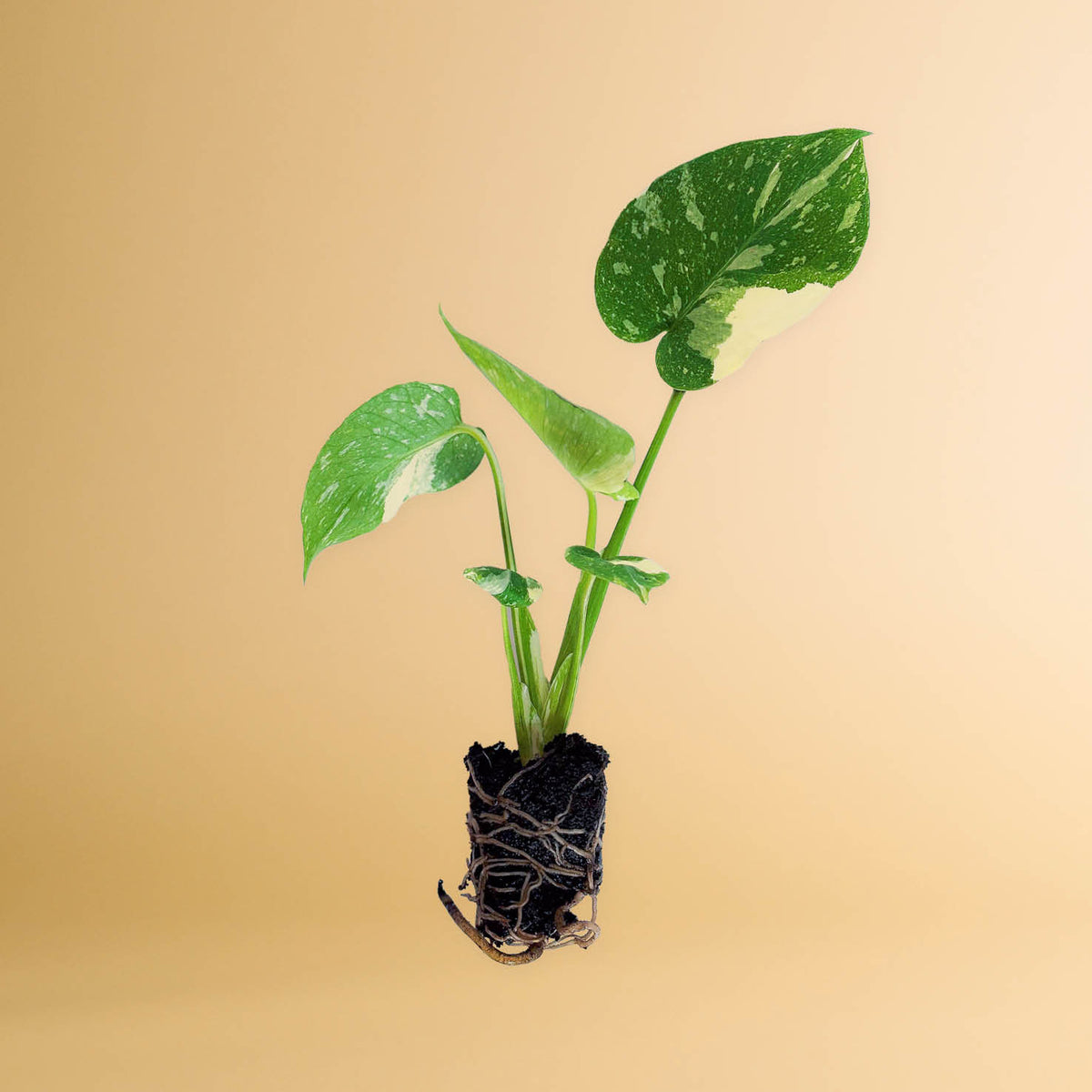 Monstera 'Thai Constellation' Steckling kaufen - Plantura Shop
