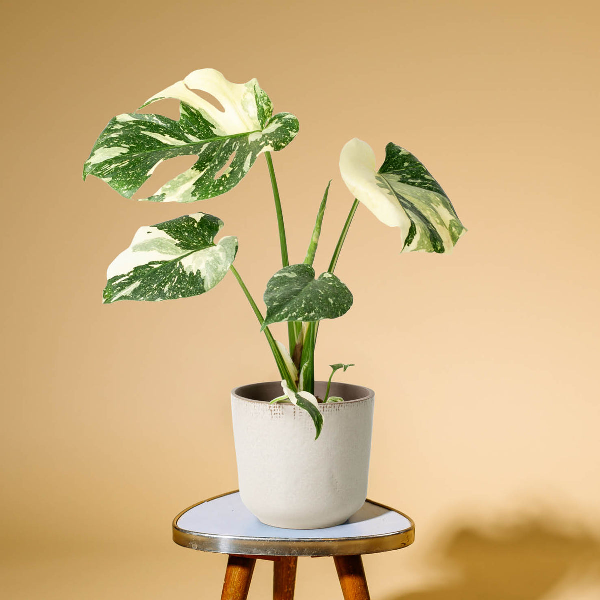 Monstera 'Thai Constellation' kaufen