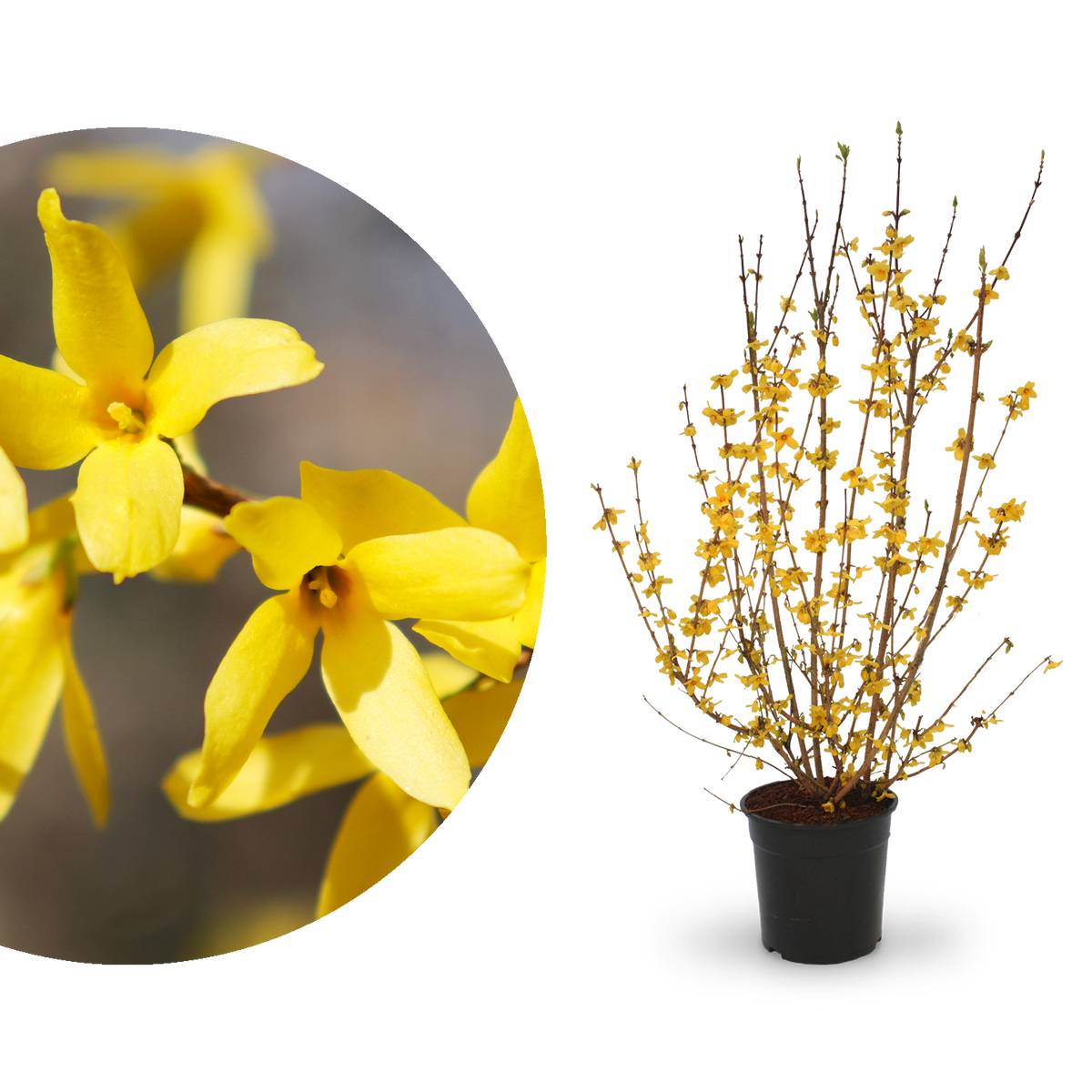 Forsythie 'Goldrausch' Gelb kaufen