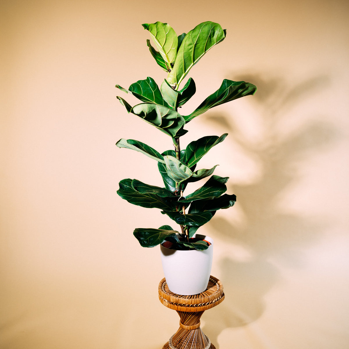 Geigenfeige (Ficus lyrata) kaufen