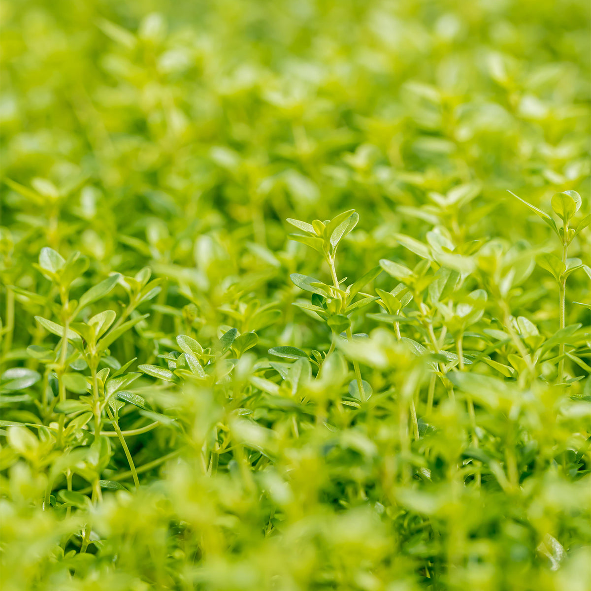 Gelber Zitronen-Thymian &amp;#39;Golden Lemon&amp;#39; (Mehrfach-Set) – Plantura