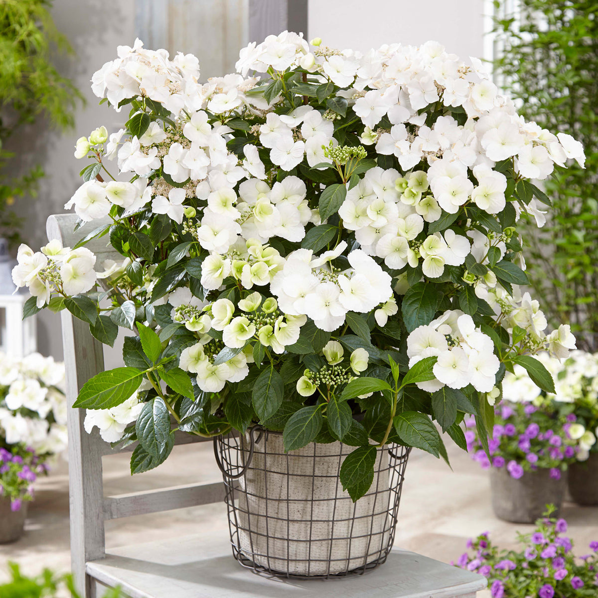 Hortensie Runaway Bride® 'Snow White' kaufen