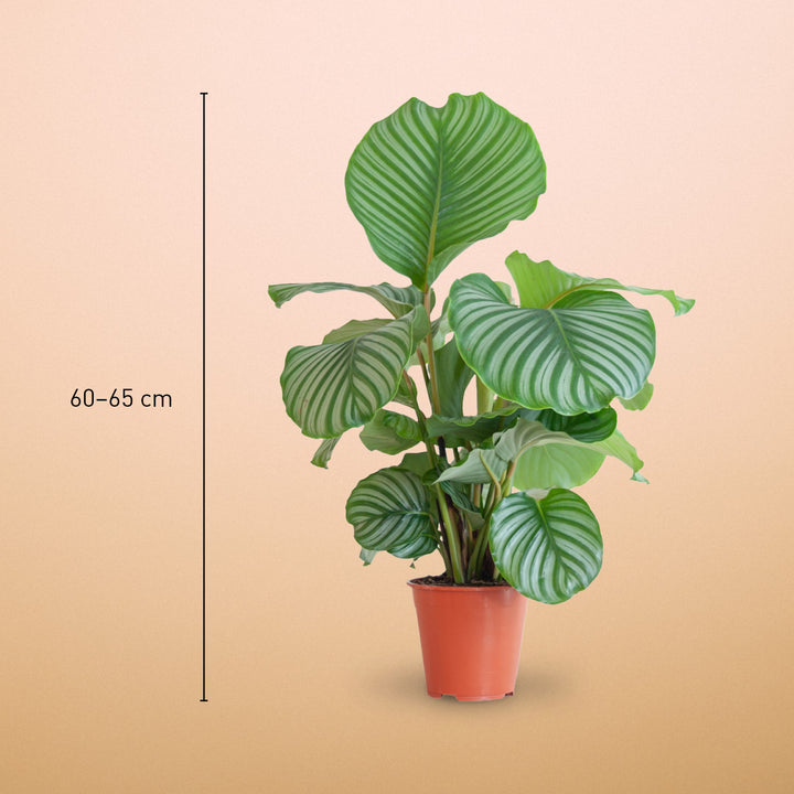 Größe der Calathea orbifolia als Zimmerpflanze