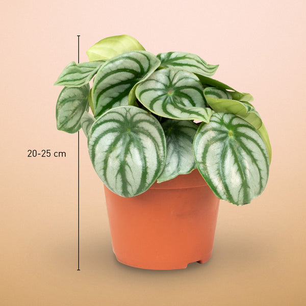Größe der Peperomia argyreia 'Watermelon' als Zimmerpflanze